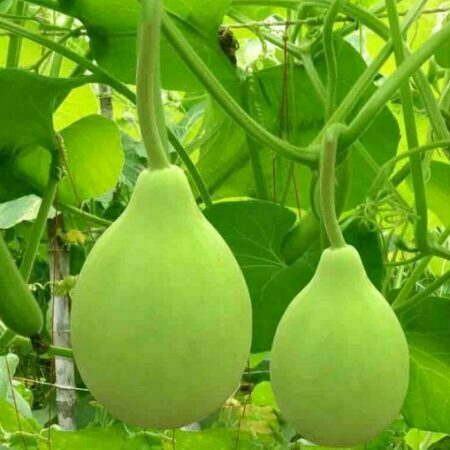 Bottle Gourd