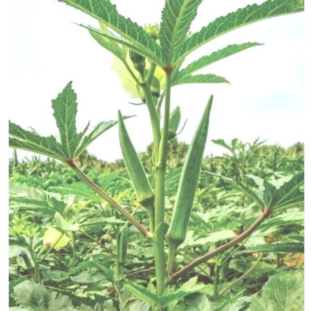 Bhendi (Okra)