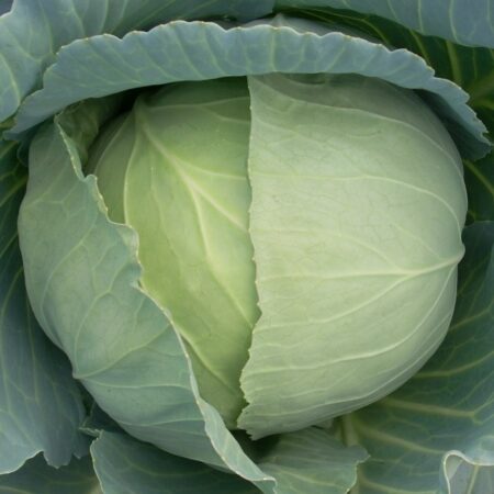 Cabbage