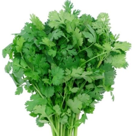 Coriander