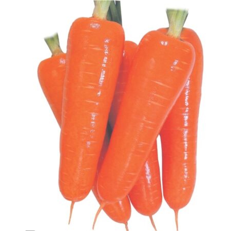 Carrot