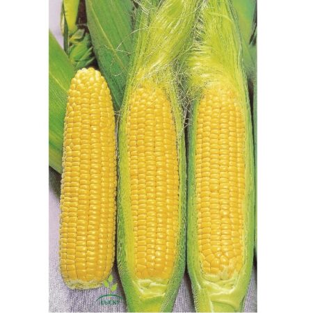 Sweet Corn