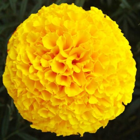 Marigold