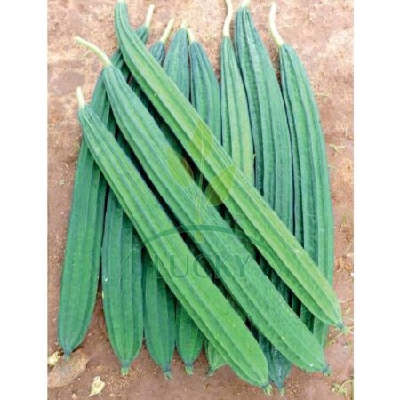 Ridge Gourd