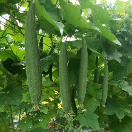 Sponge Gourd