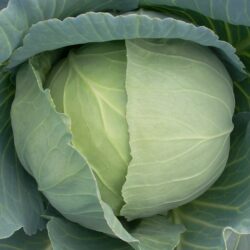Cabbage Goldy
